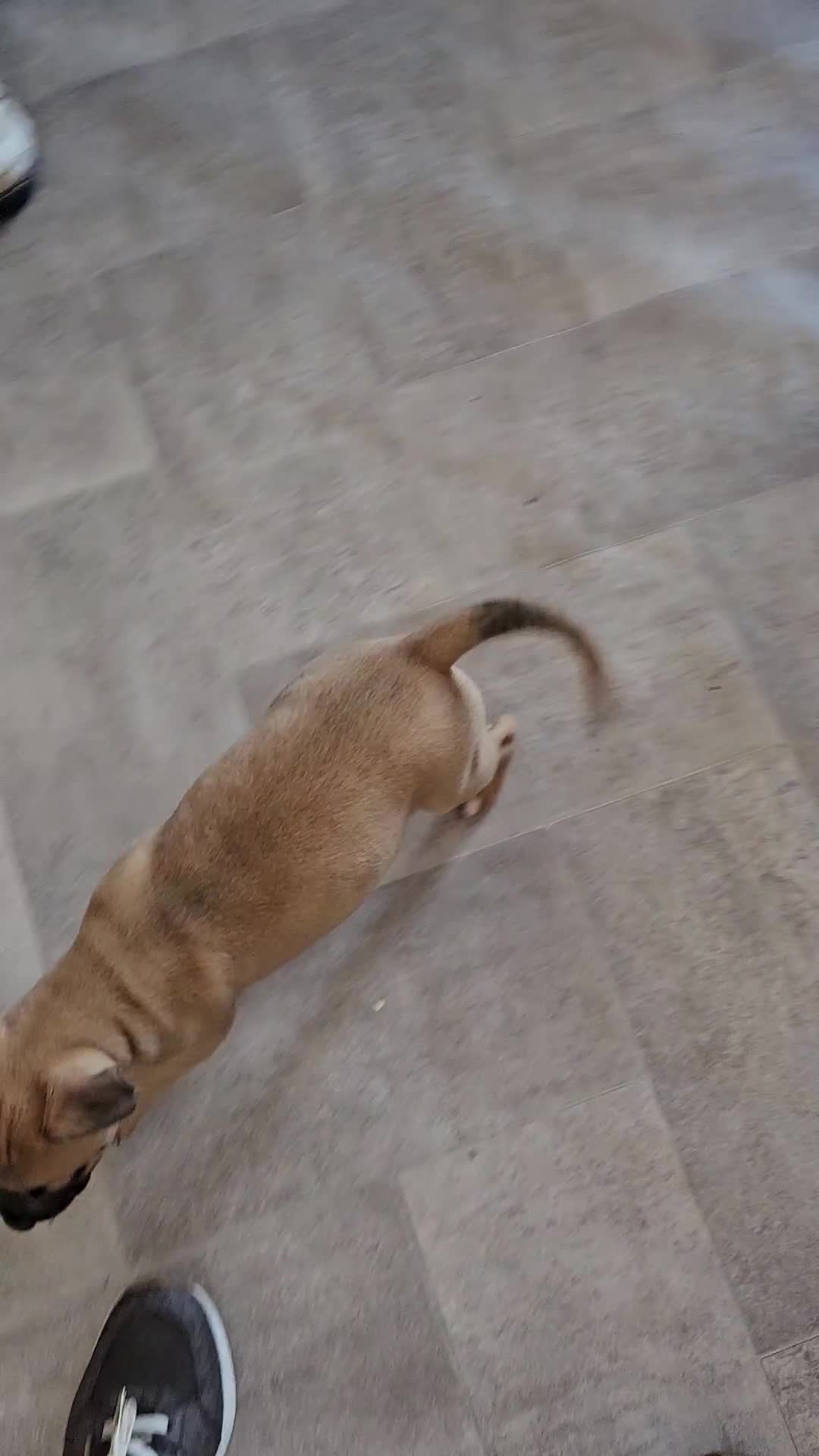 Bullmastiff dogs for sale: Bullmastiff puppy female  - Video 1