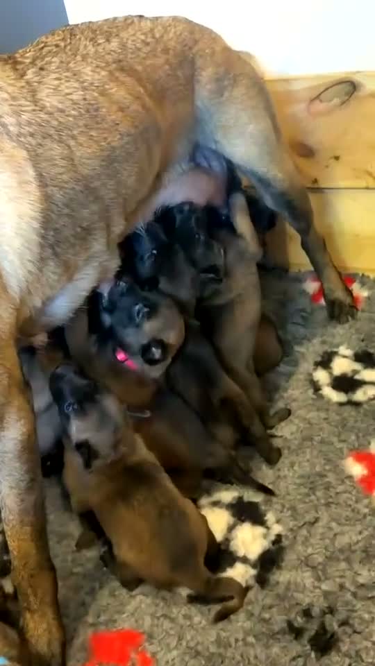 Belgian Shepherd Dog dogs for sale: 🐾❤️ BELGIAN MALINOIS PUPPIES FOR SALE ❤️🐾 in Nottingham - Video 1