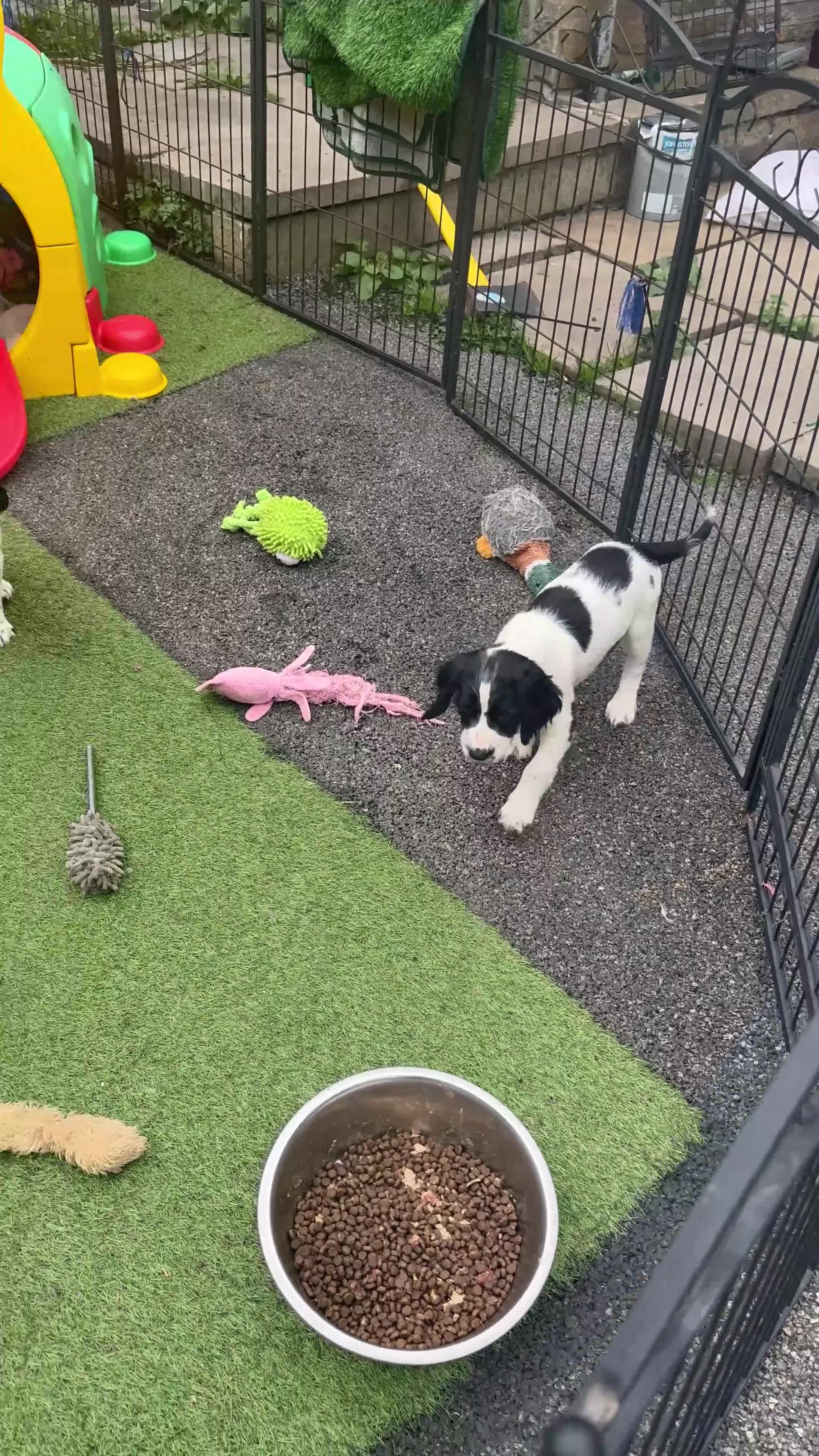 English Springer Spaniel dogs for sale: Kc reg health tested  - Video 2