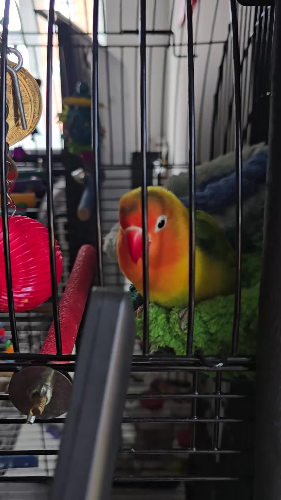 Lovebirds birds for sale: Love birds 🐦  in Luton - Video 1