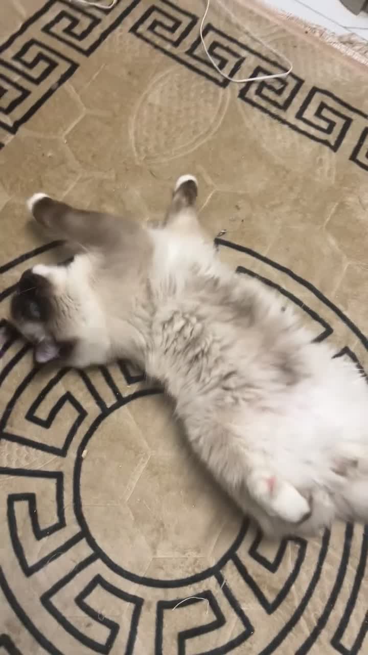 Ragdoll cats for sale: Blue eyes ragdoll male  - Video 2