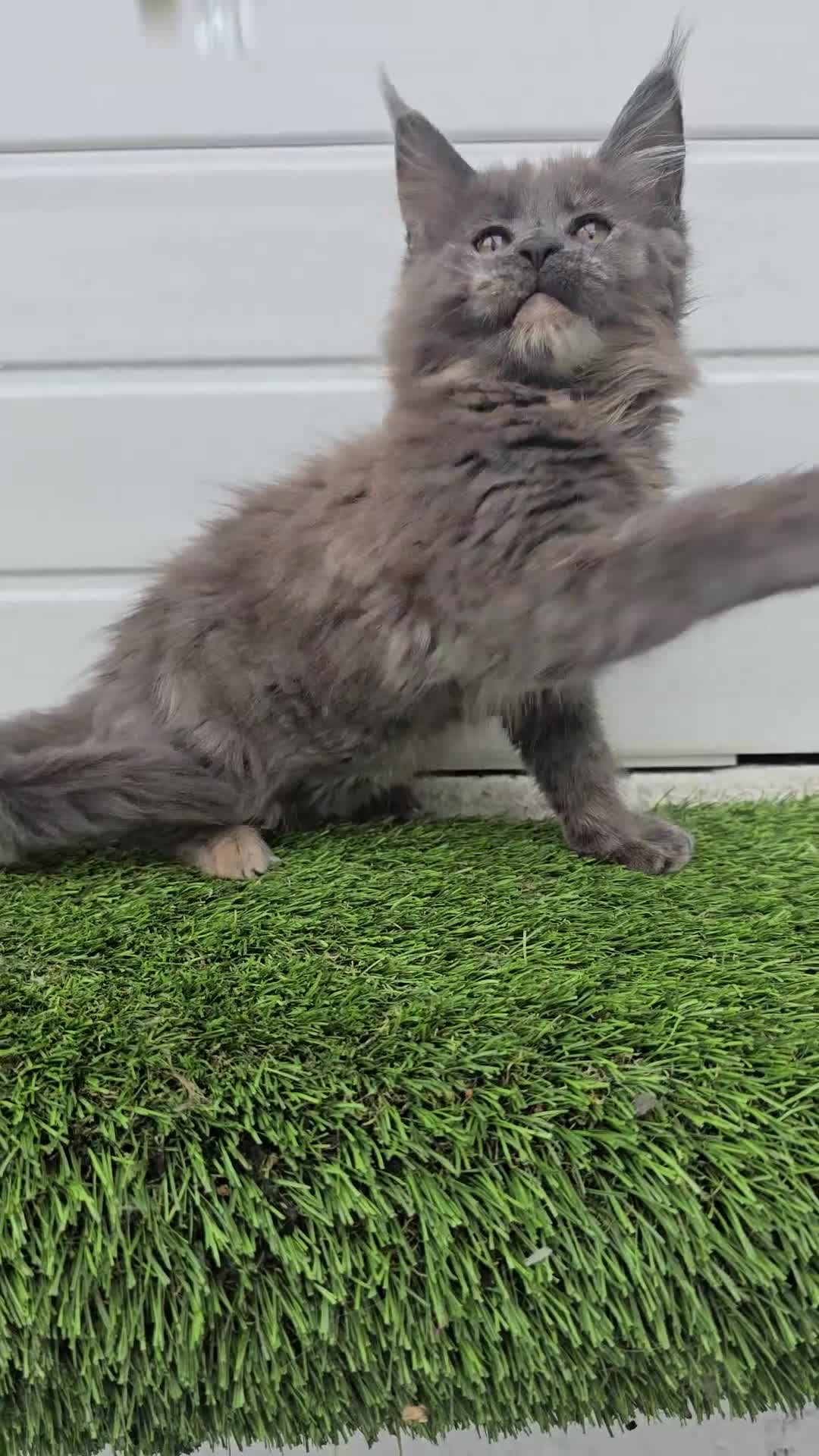 Maine Coon cats for sale: Beautiful gccf pet registered maine coon babies  - Video 2
