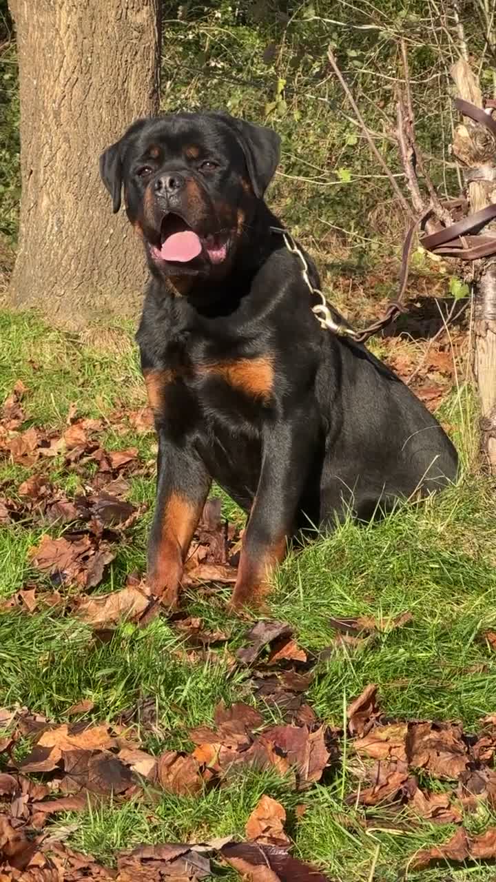Rottweiler dogs for sale: Outstanding Strong Young Male Rottweiler For Sale - Video 1
