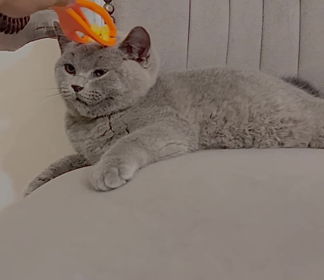 British Shorthair cats for sale: British blue shorthaired male & female kitten - Video 1
