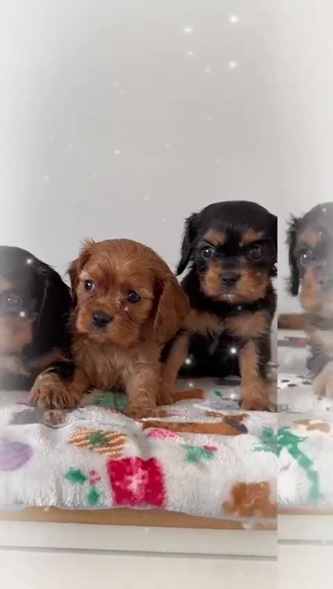 Cavalier King Charles Spaniel dogs for sale: Cavalier King Charles Spaniel Pups KC Reg - Video 1