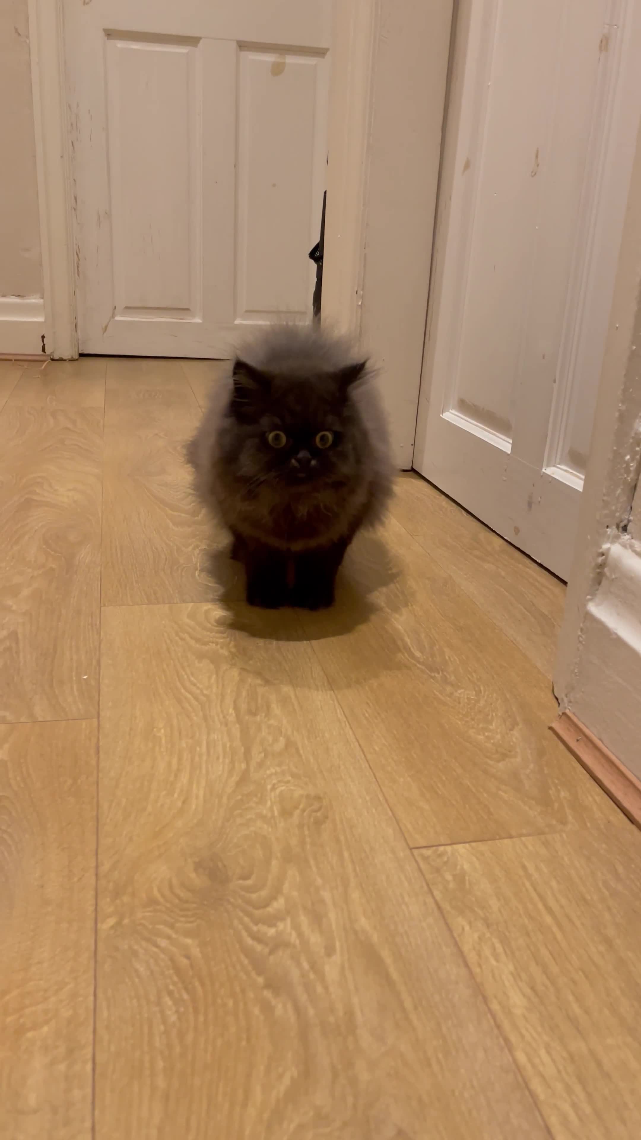Persian cats for sale: Please read Pure male Persian kittens for sale  - Video 1