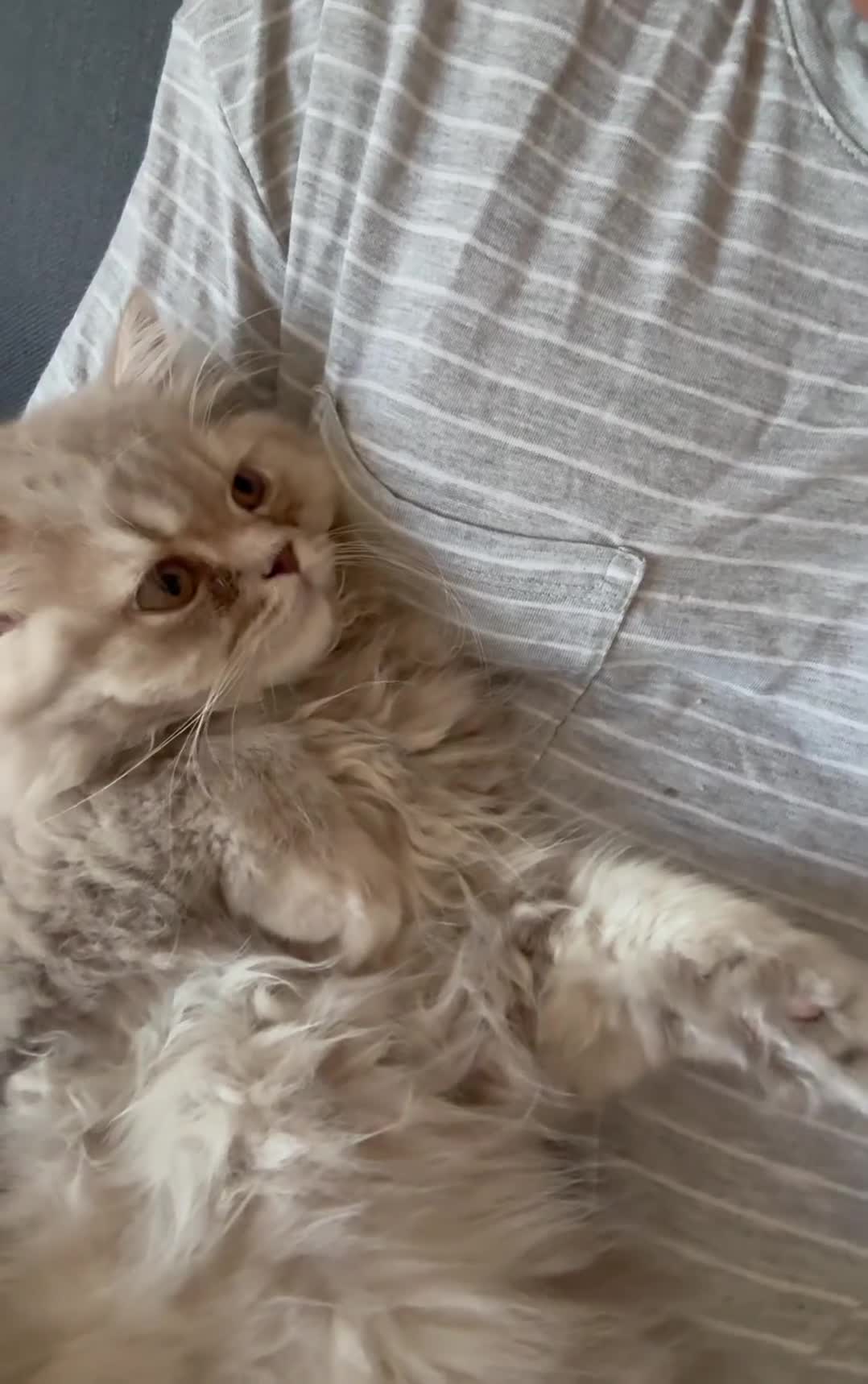 British Longhair cats for sale: Soft grey British longhair male extra fluffy - Video 3