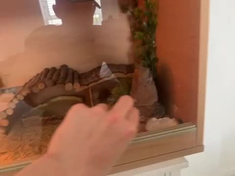 Leopard Gecko reptiles for sale: Leopard gecko and full set up including vivarium. - Video 1