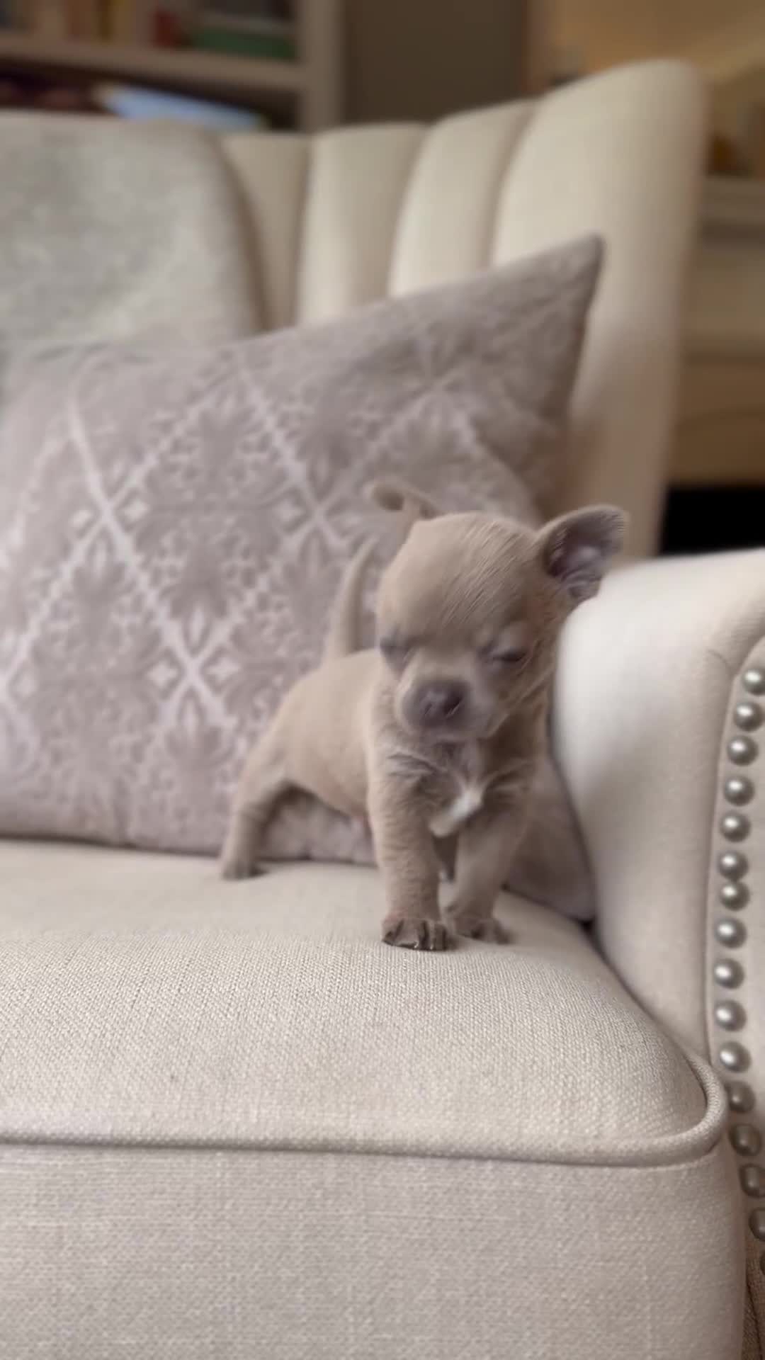 Chihuahua dogs for sale: Chihuahua Boys Short Haired  - Video 2