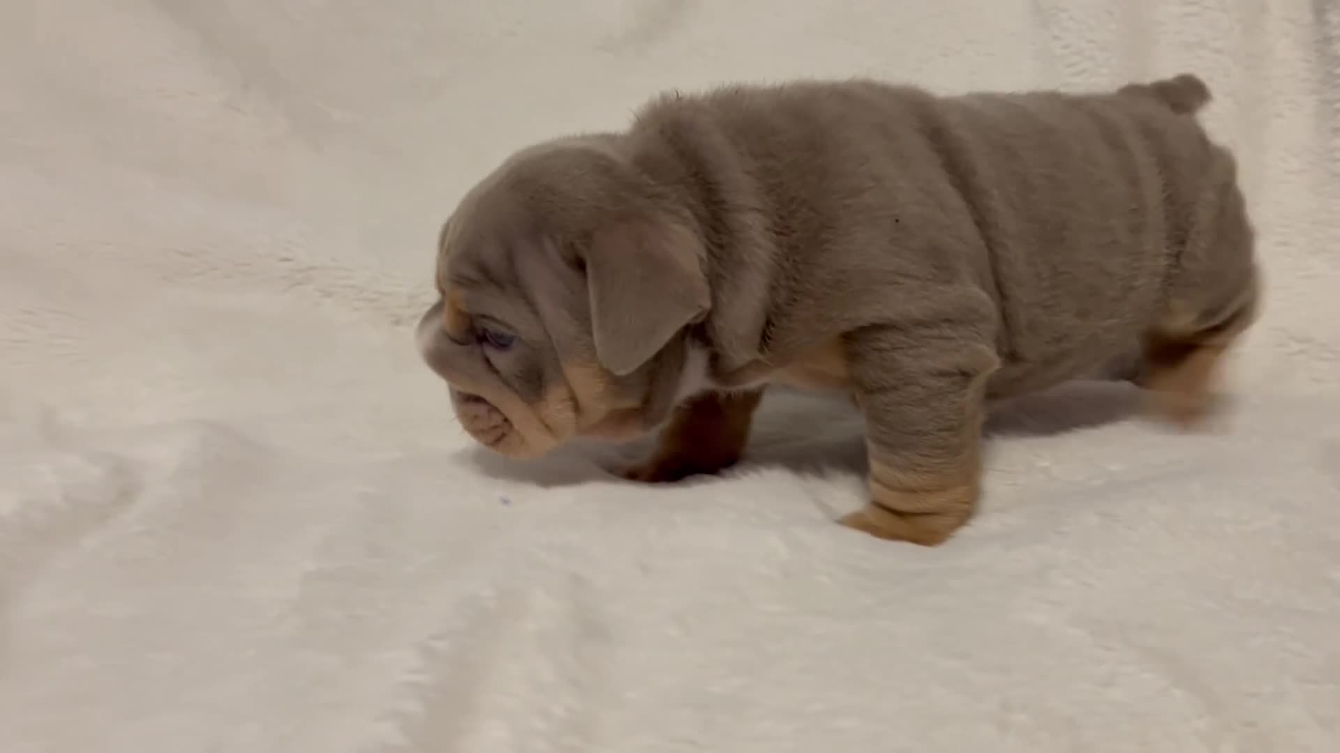 English Bulldog dogs for sale: Last tiny boy - Video 2