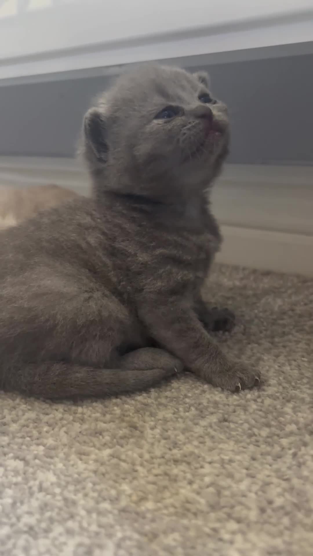 British Shorthair cats for sale: Pure Bred British Shorthair kittens x 4 - Video 1