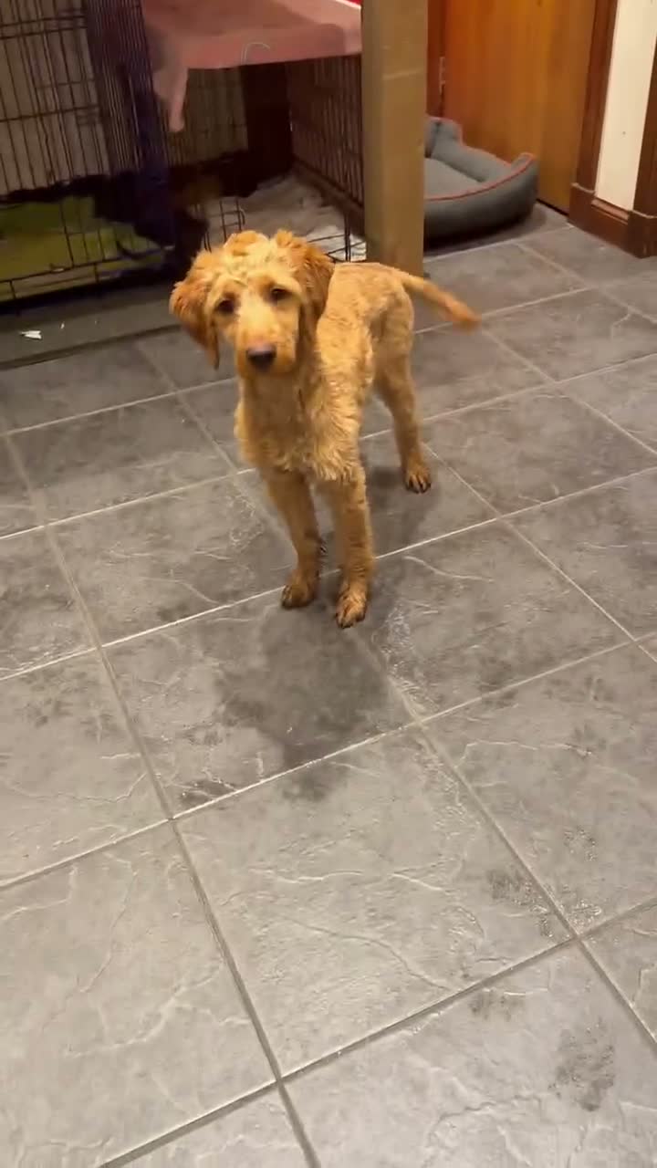 Cockapoo dogs for sale: 4 month old cockapoo male in Turriff - Video 2
