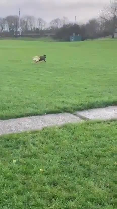 Mixed Breed dogs for sale: Mr Gino  - Video 1