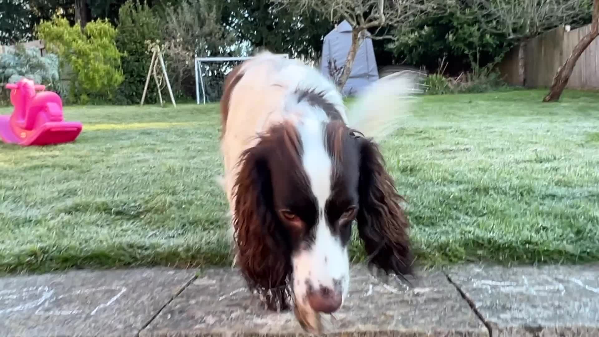 Cocker Spaniel dogs for sale: Cocker Spaniel needing a calmer home - Video 1