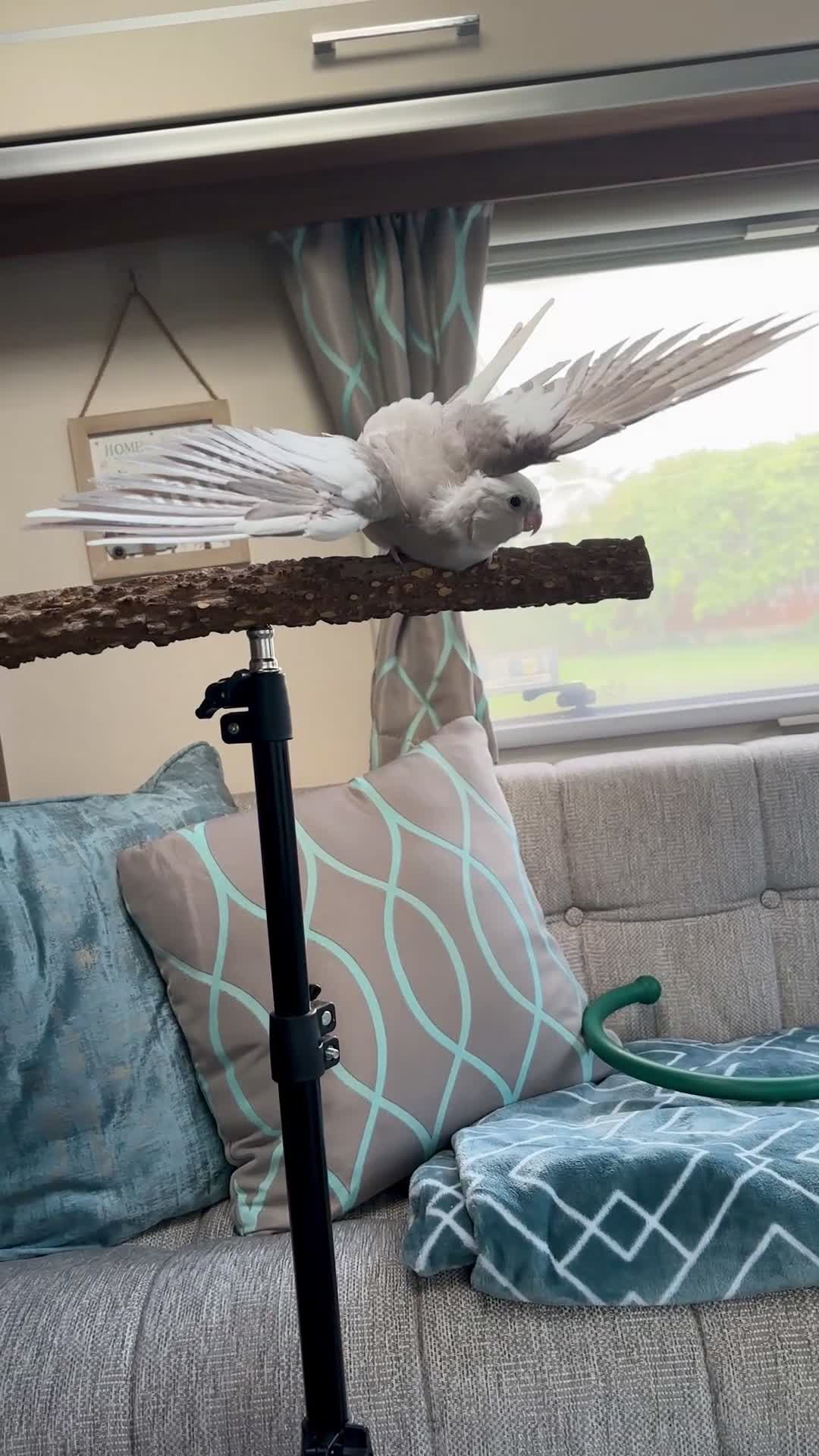 Cockatiels birds for sale: Two hand-reared, exceptionally tame cockatiels - Video 2