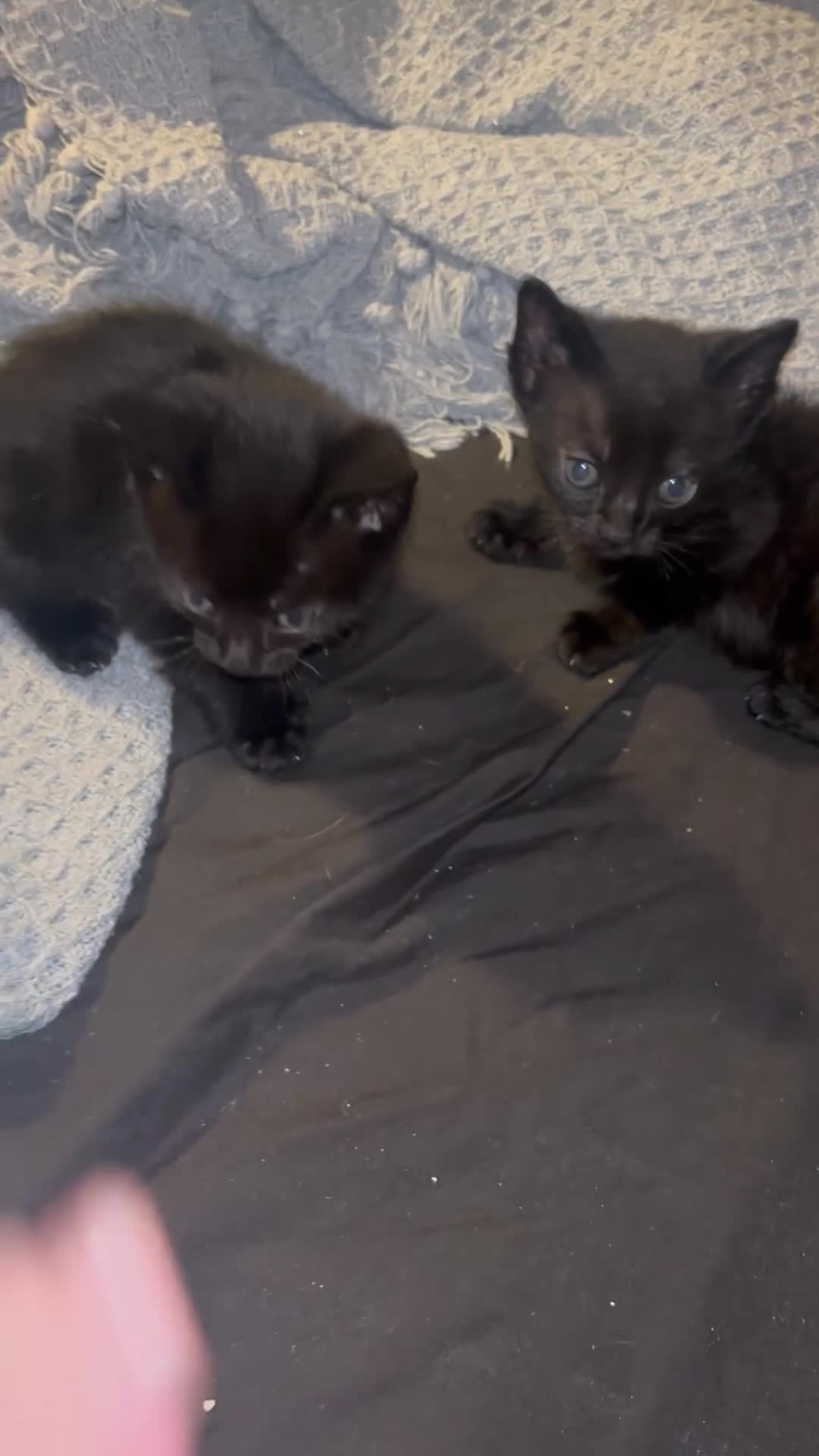 British Shorthair cats for sale: Beautiful Tuxedo kittens available - Video 1