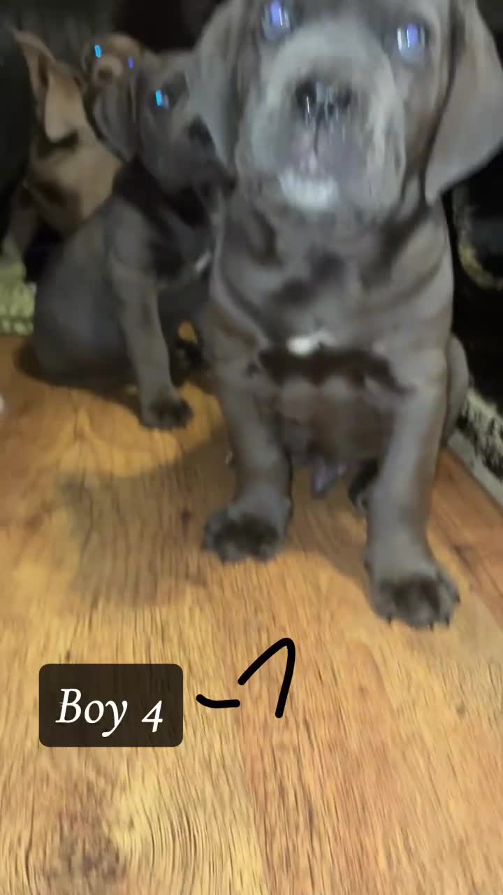 Cane Corso dogs for sale: cane corso pups  - Video 5