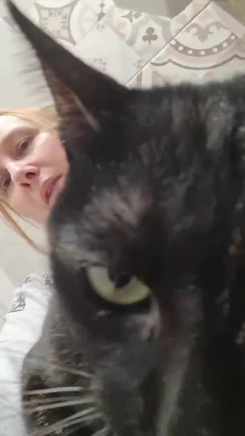 Mixed Breed cats for adoption: Indoor Tortie - super affectionate, chatty, loving - Video 1