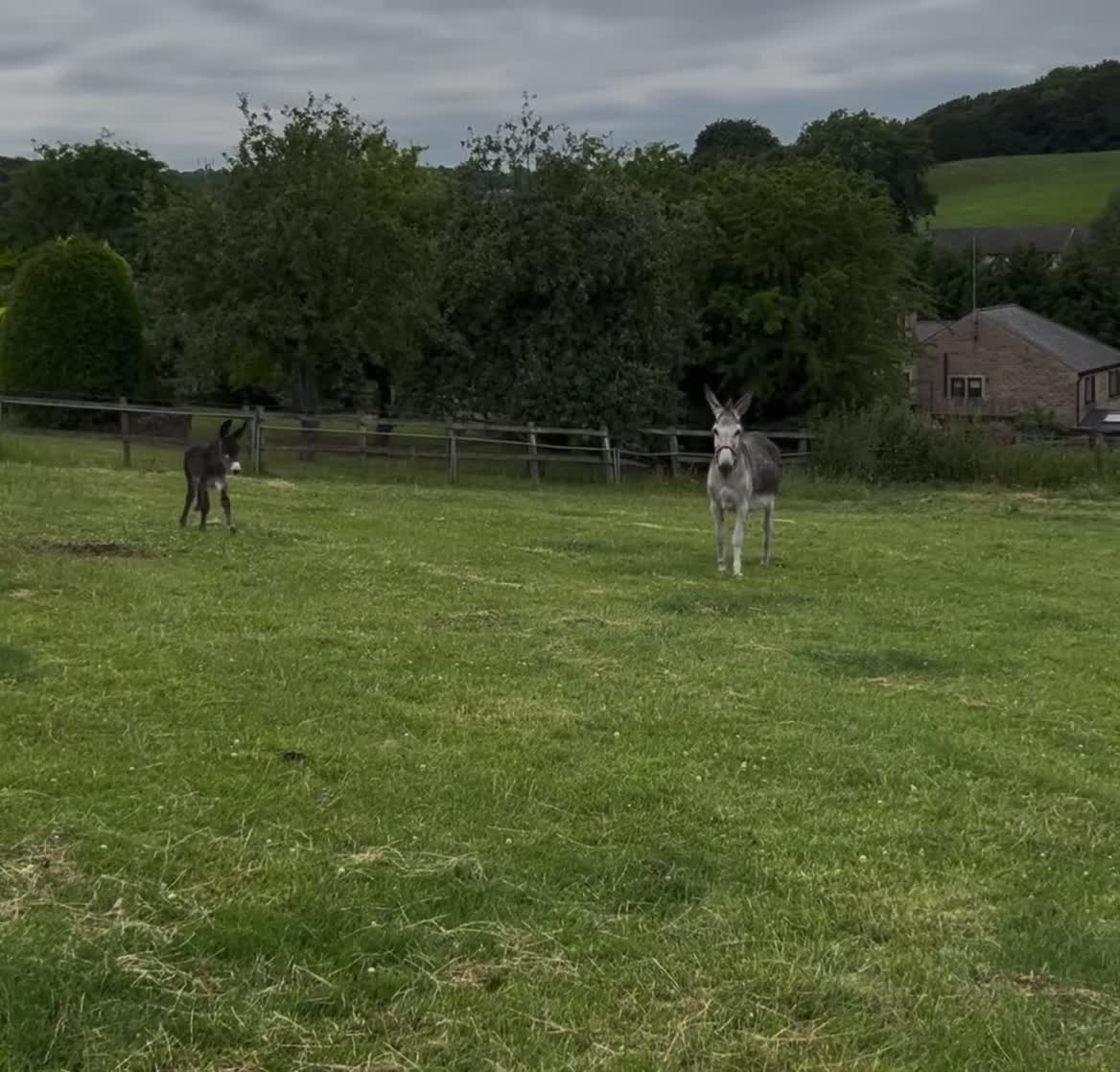 Other Breed horses for sale: Beautiful jenny , foal at foot - and a jack .  in Halifax - Video 1