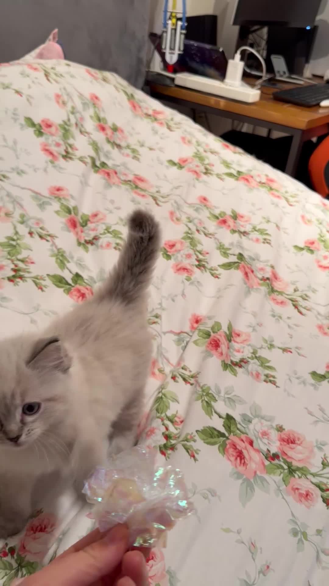 Ragdoll cats for sale: Purebred Ragdoll Kittens in Cardiff - Video 3
