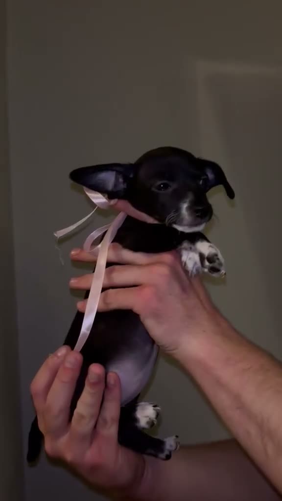 Jackapoo dogs for sale: JACKAPOO PUPS🐾 - Video 4