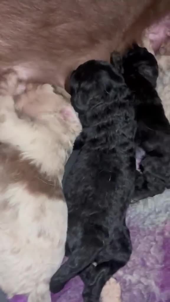 Labradoodle dogs for sale: Beautiful F1B labradoodle puppies  - Video 1