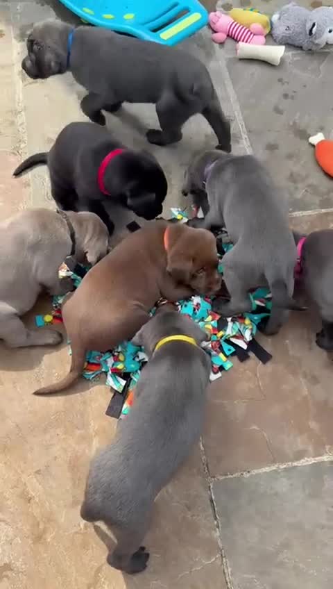 Labrador Retriever dogs for sale: Just a beautiful litter - Video 1