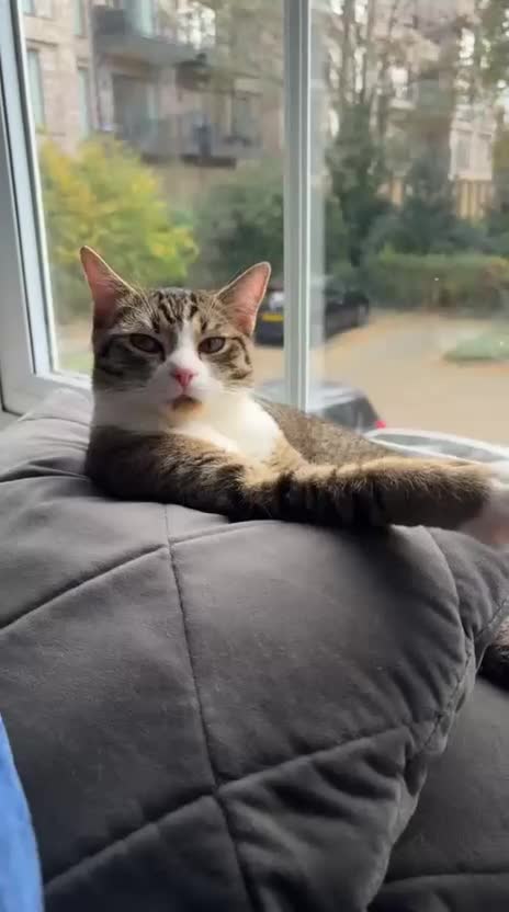 British Shorthair cats for sale: Beautiful British Shorthair Gorgeous kittens in London - Video 2