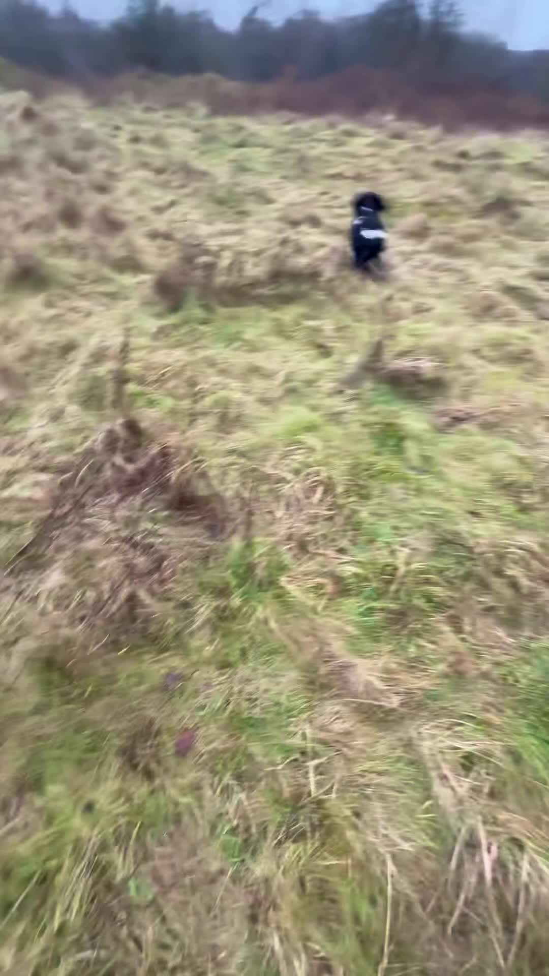 English Springer Spaniel dogs for stud: Stunning KC Stud, Proven, Health and DNA Tested. in Wigan - Video 3