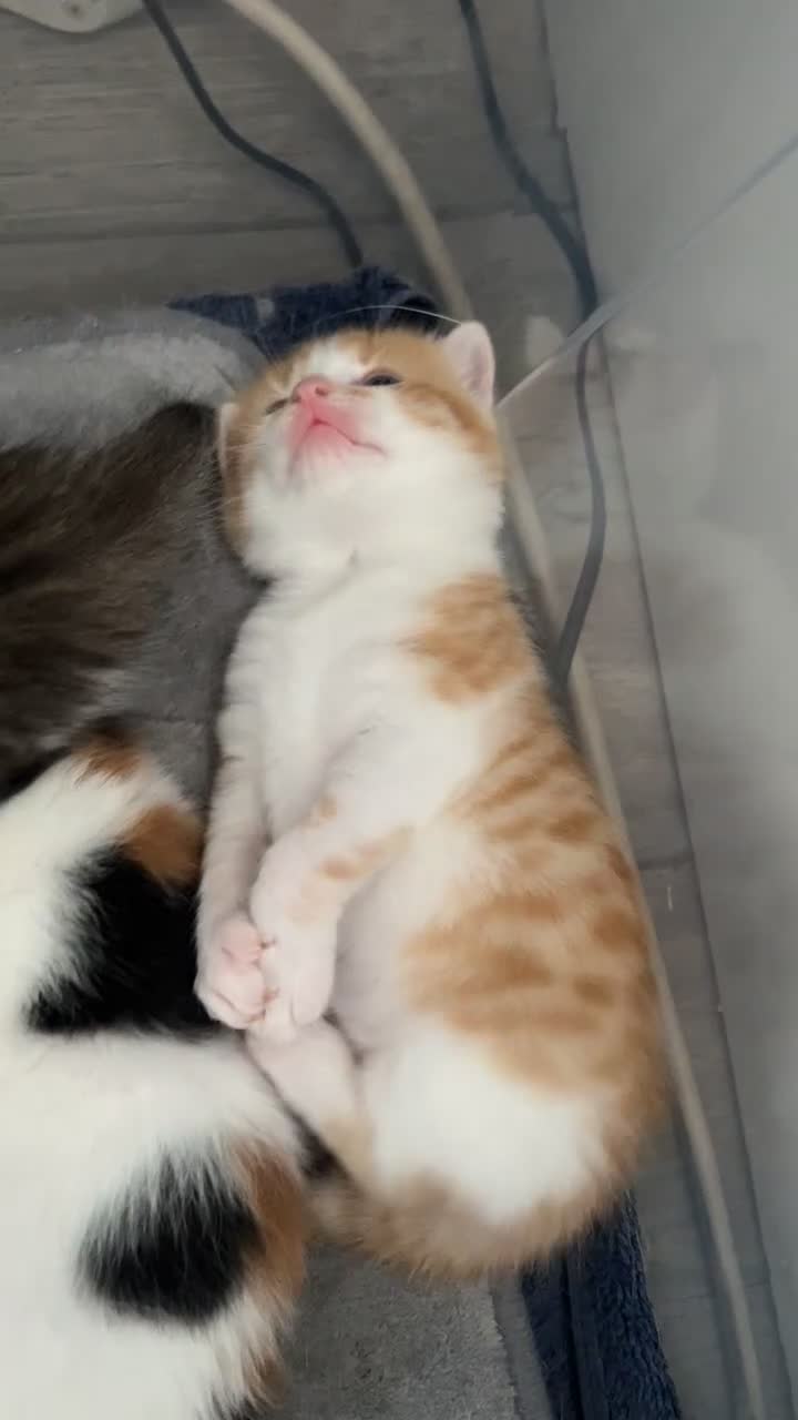British Shorthair cats for sale: Male and female ginger kittens - Video 2