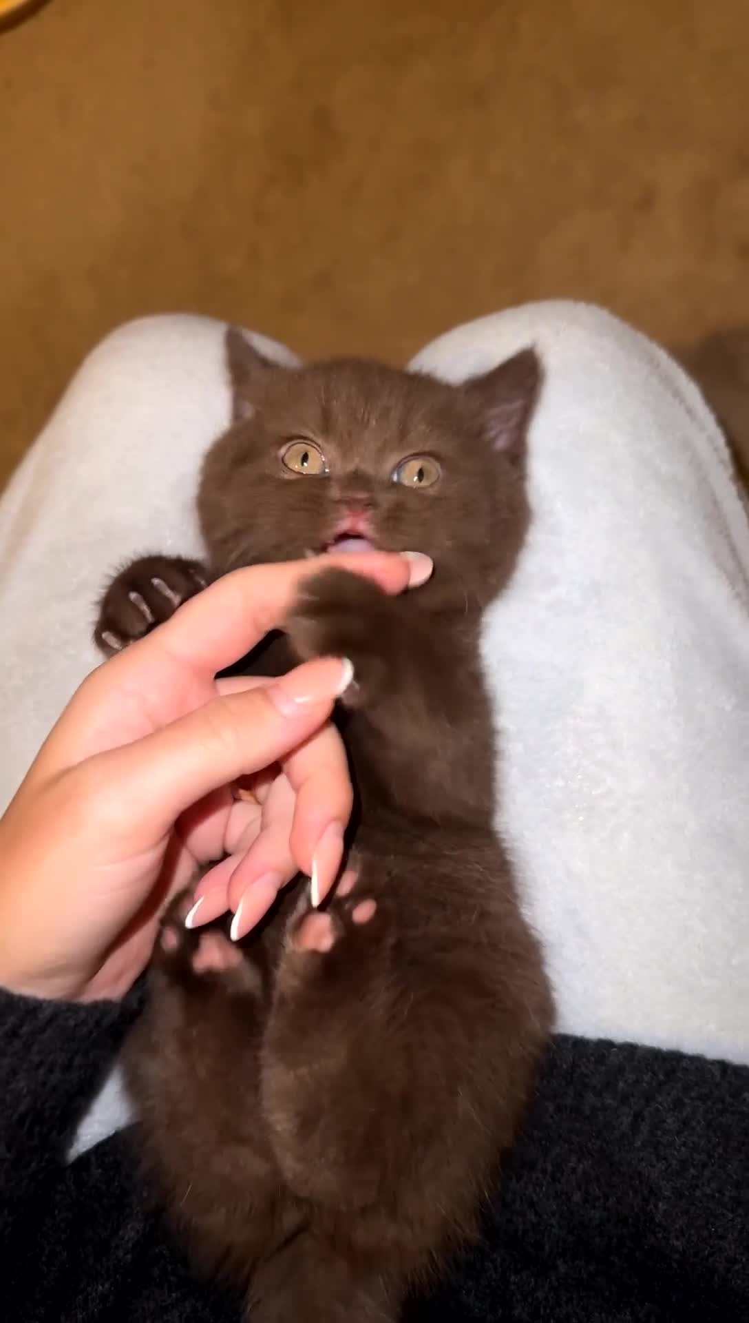 British Shorthair cats for sale: Gorgeous British Shorthair & Longhair Kittens - Video 1