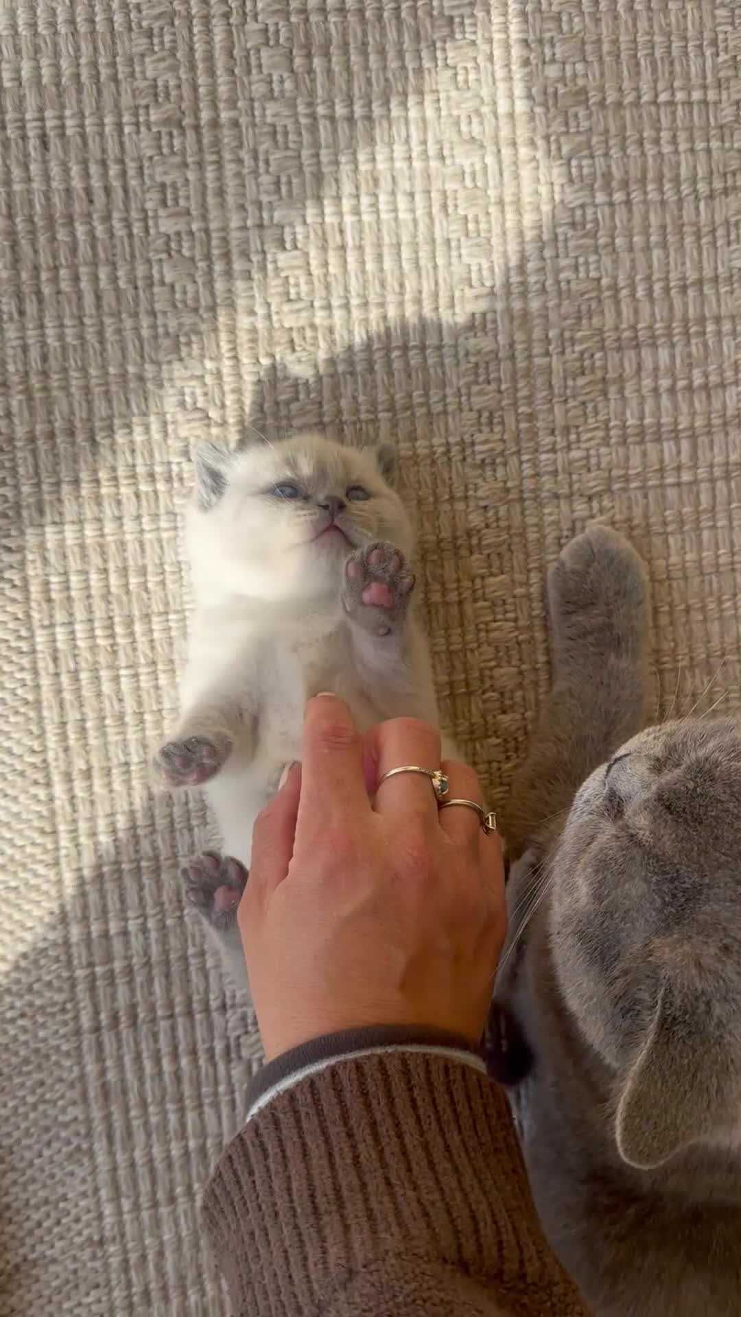British Shorthair cats for sale: FULL PEDIGREE SHORTHAIR KITTENS IN THE COTSWOLDS - Video 1