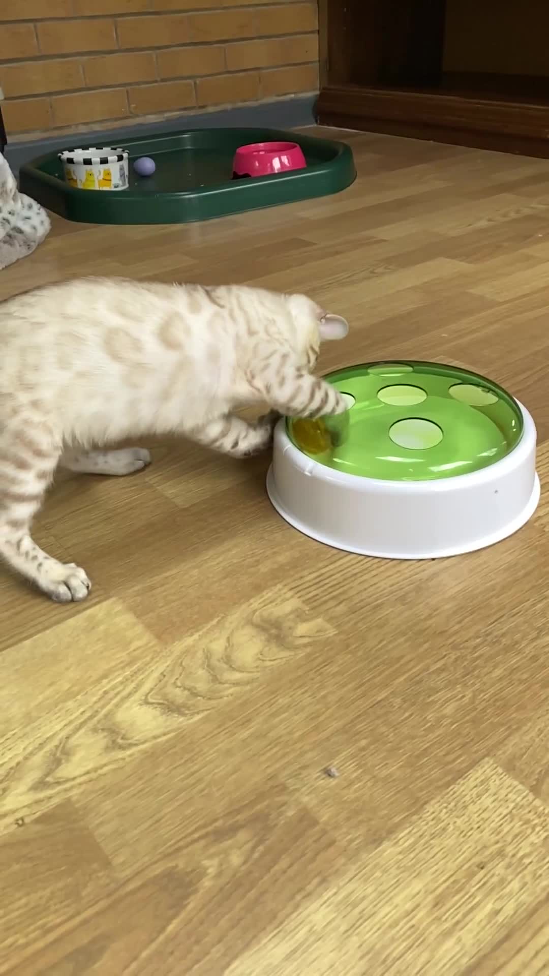 Bengal cats for sale: Snow spotted (rosetted) male Bengal  - Video 1