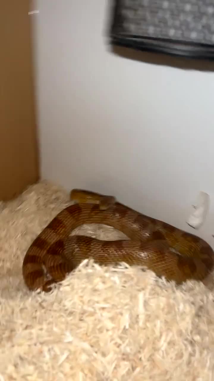 Corn Snake reptiles for sale: Corn snake and viv  - Video 1