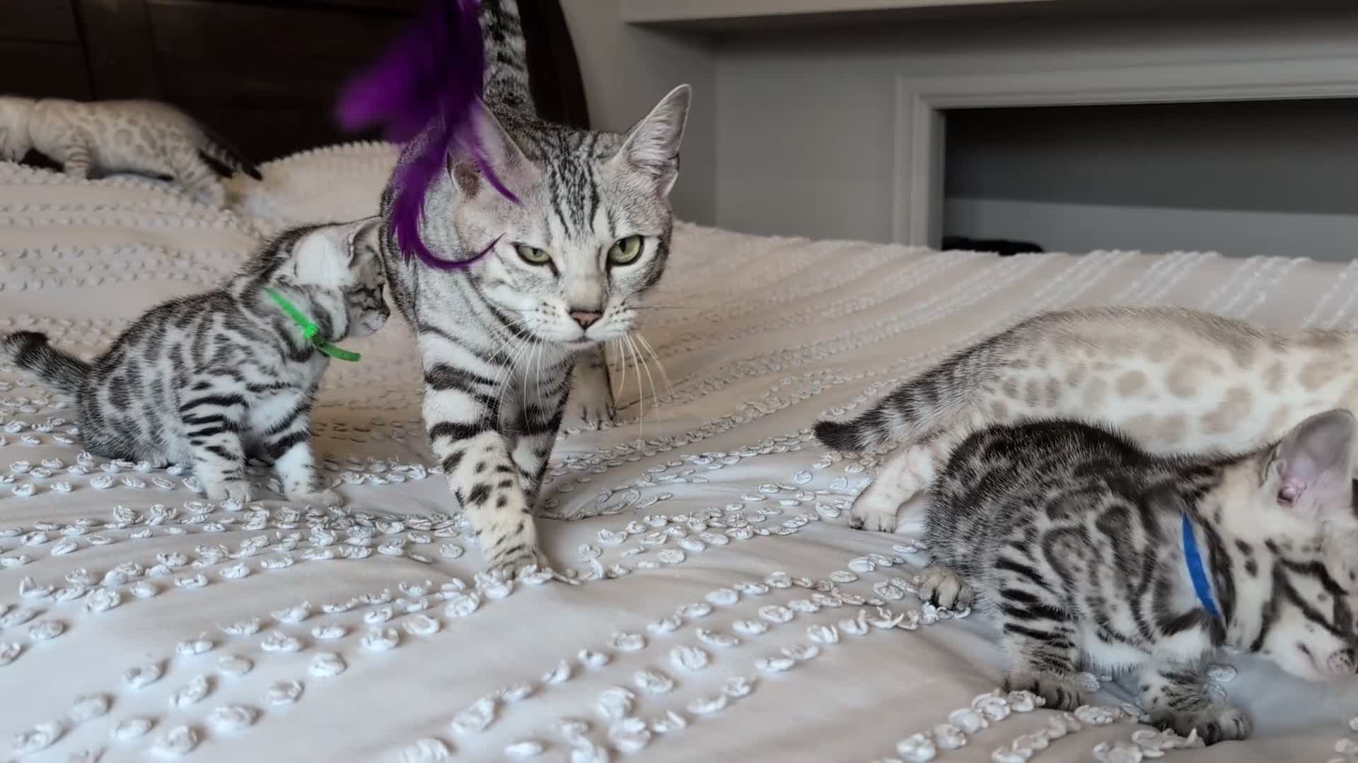 Bengal cats for sale: 🖤🩶🤍 Stunning Bengal Kittens 🤍🩶🖤 - Video 4