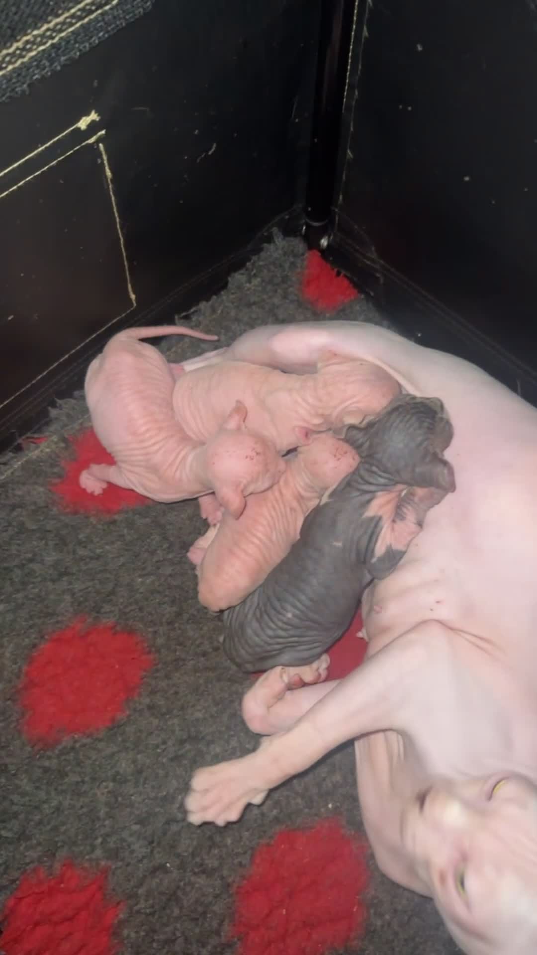 Sphynx cats for sale: ✨ Adorable Elf Sphynx Kittens ✨ - Video 1