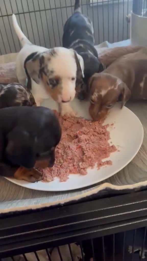 Dachshund dogs for sale: Beautiful miniature daschund puppies - Video 1