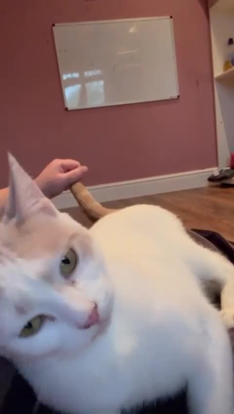 Domestic Shorthair cats for sale: Beautiful cat needs home asap  - Video 2