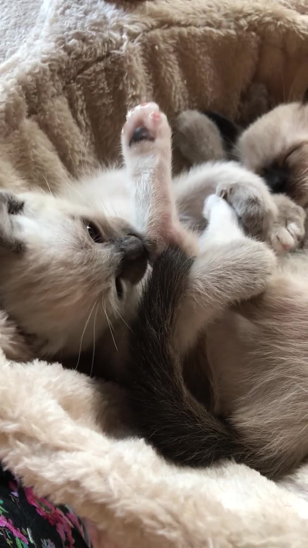 Burmese cats for sale: Exquisite Tonkdolls - Video 5