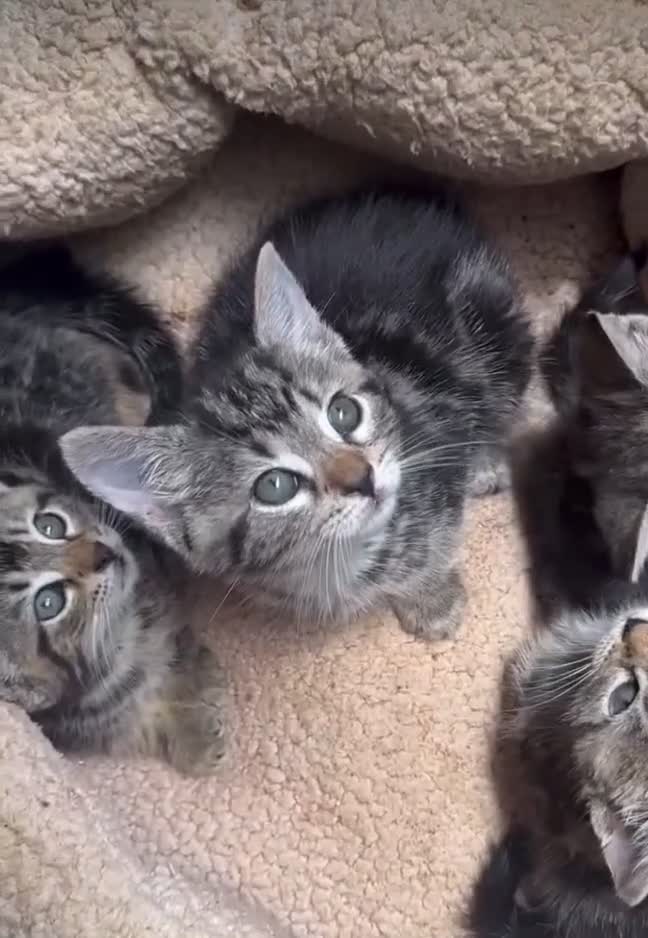 Mixed Breed cats for sale: Absolutely gorgeous litter of Bengal x kittens  - Video 1