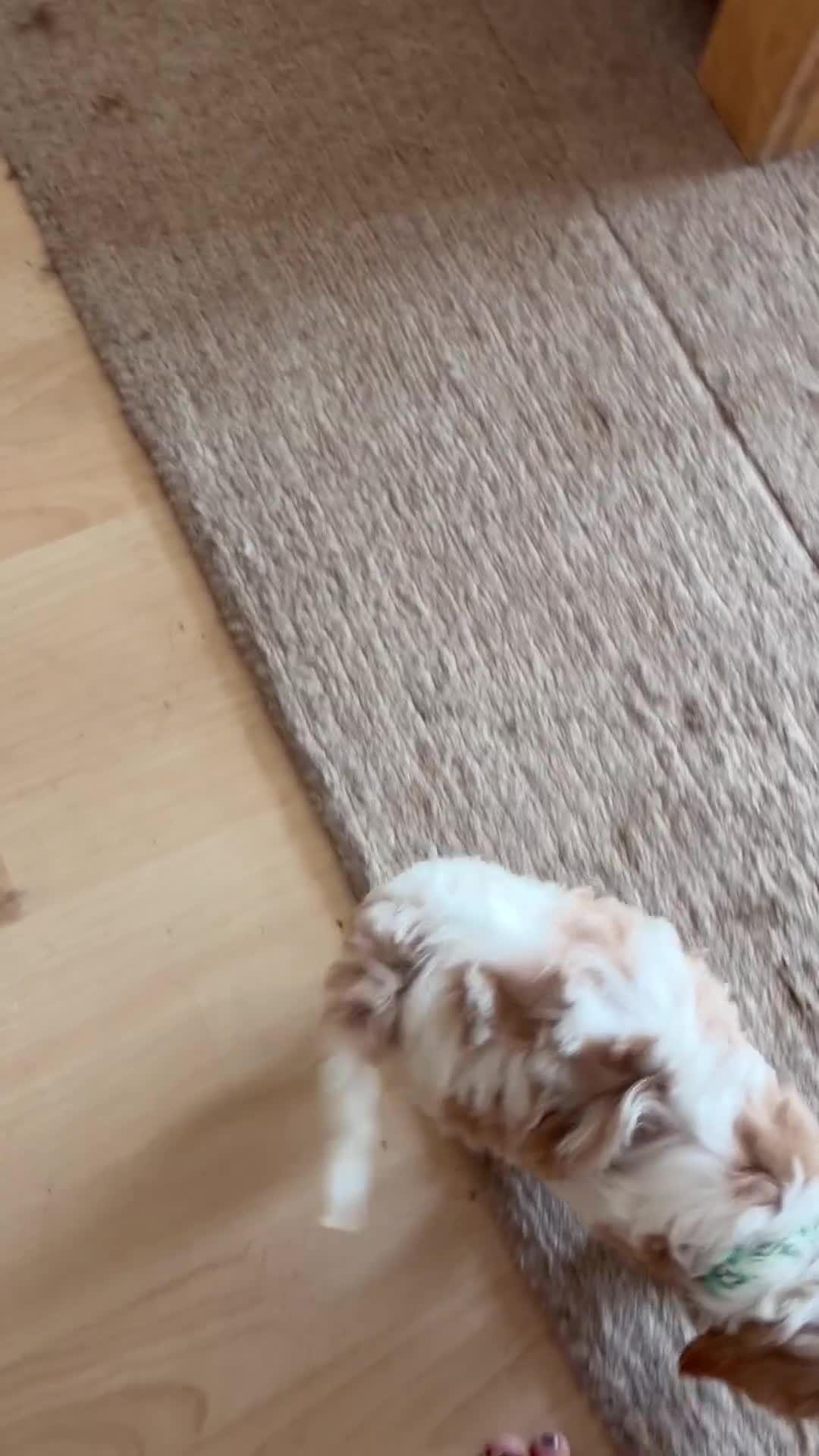 Cavapoo dogs for sale: Gorgeous F1B Cavapoo puppies - Video 1