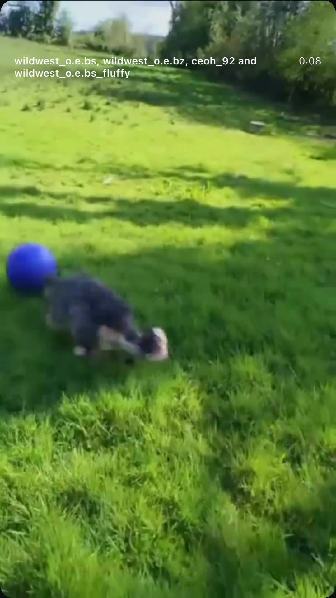 Olde English Bulldogge dogs for sale: Olde English bulldog 5 gen of health genetic clear - Video 4