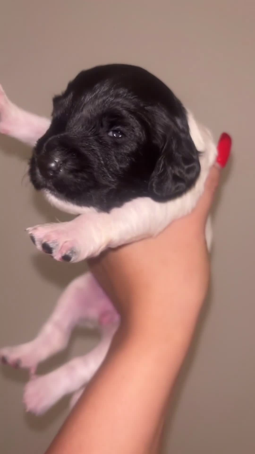 Cockapoo dogs for sale: Cockapoos puppies for sale *ready 19th feb* - Video 2