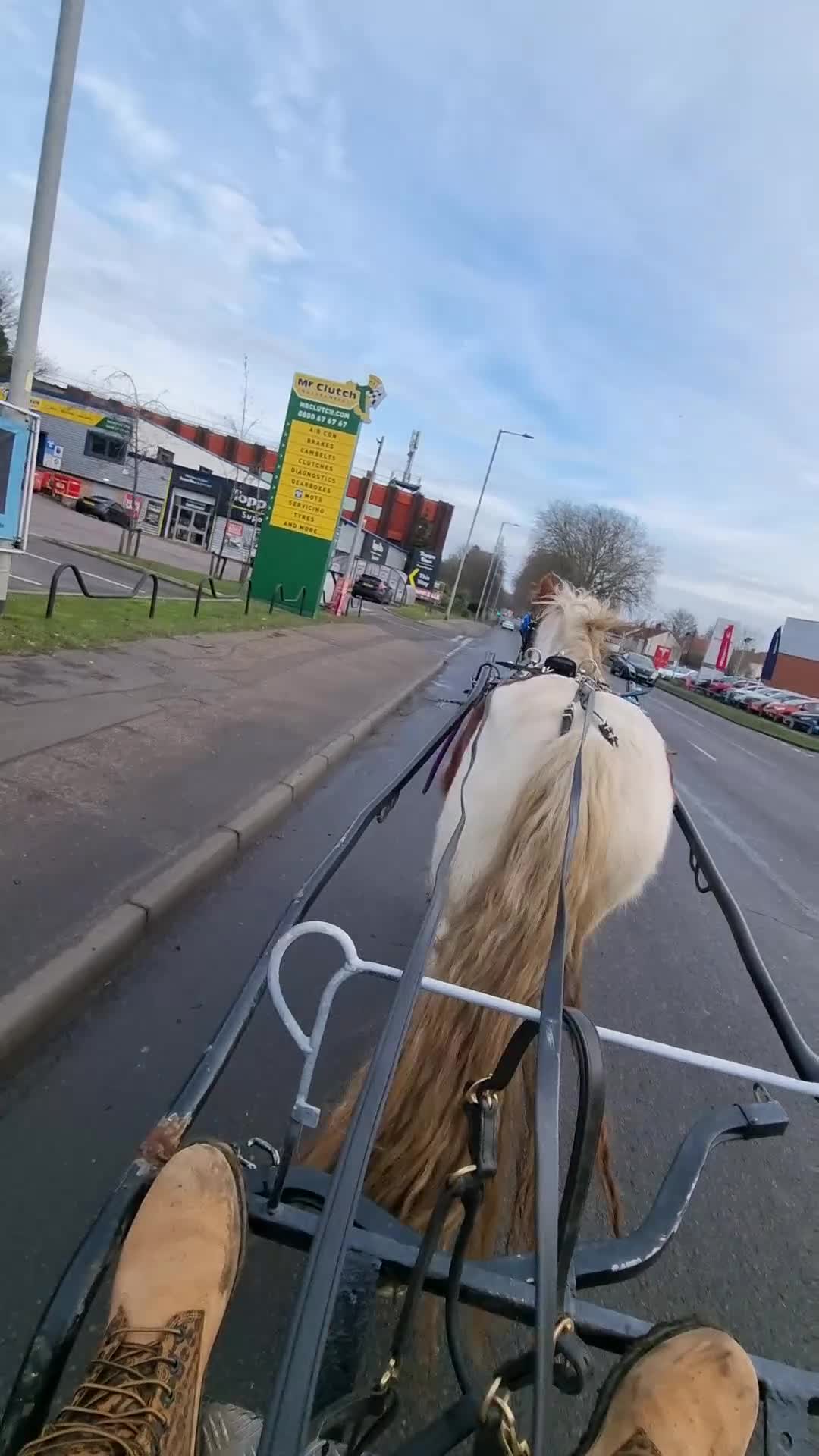 Irish Cob horses for sale: Foxy ride and drive cobs  in Norwich - Video 1