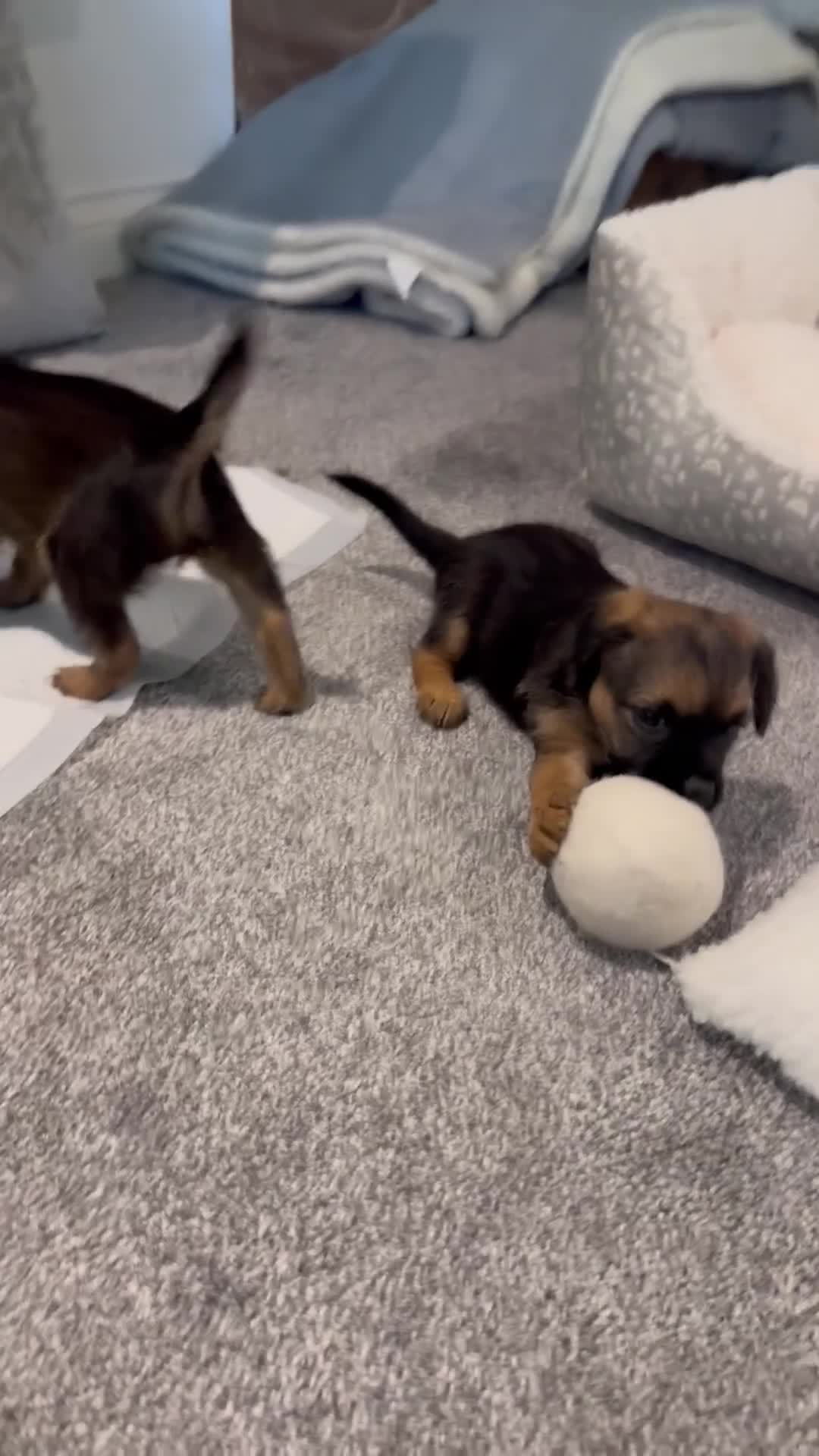 Border Terrier dogs for sale: Beautiful Border Terrier Puppies - Video 1