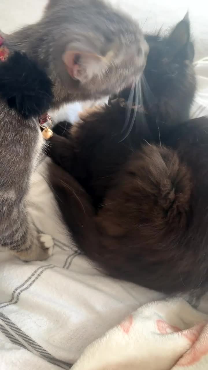 Domestic Shorthair cats for sale: Grey tabby and fluffy black cat  in Baldock - Video 1