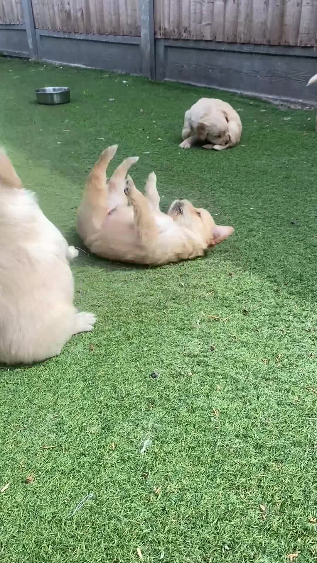 Golden Retriever dogs for sale: KC REGISTERED ®️ 5 STAR ⭐️ GOLDEN RETRIEVER 🐶  - Video 2