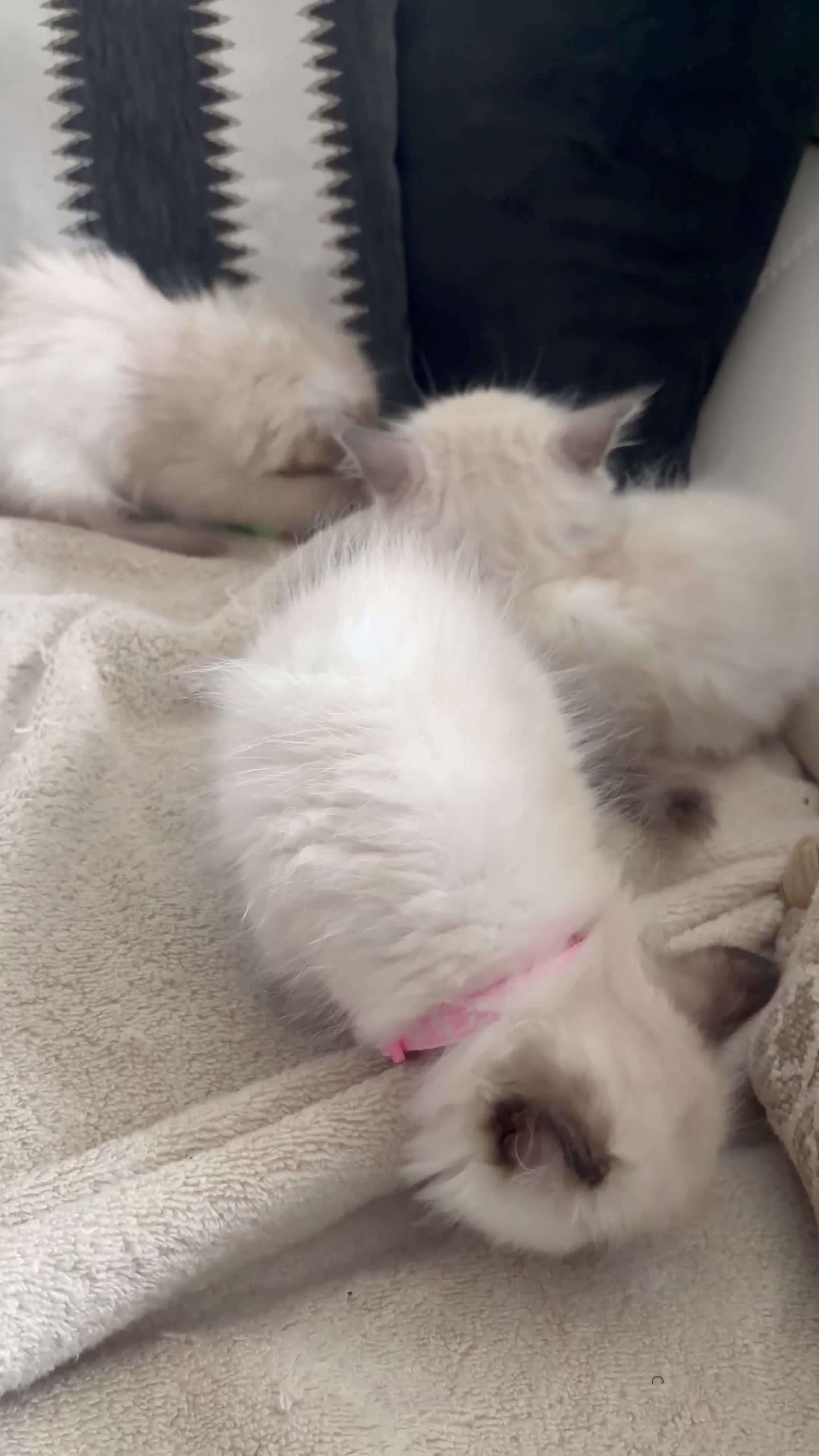 Ragdoll cats for sale: We have 4 beautiful Ragdoll Kittens in Telford - Video 1