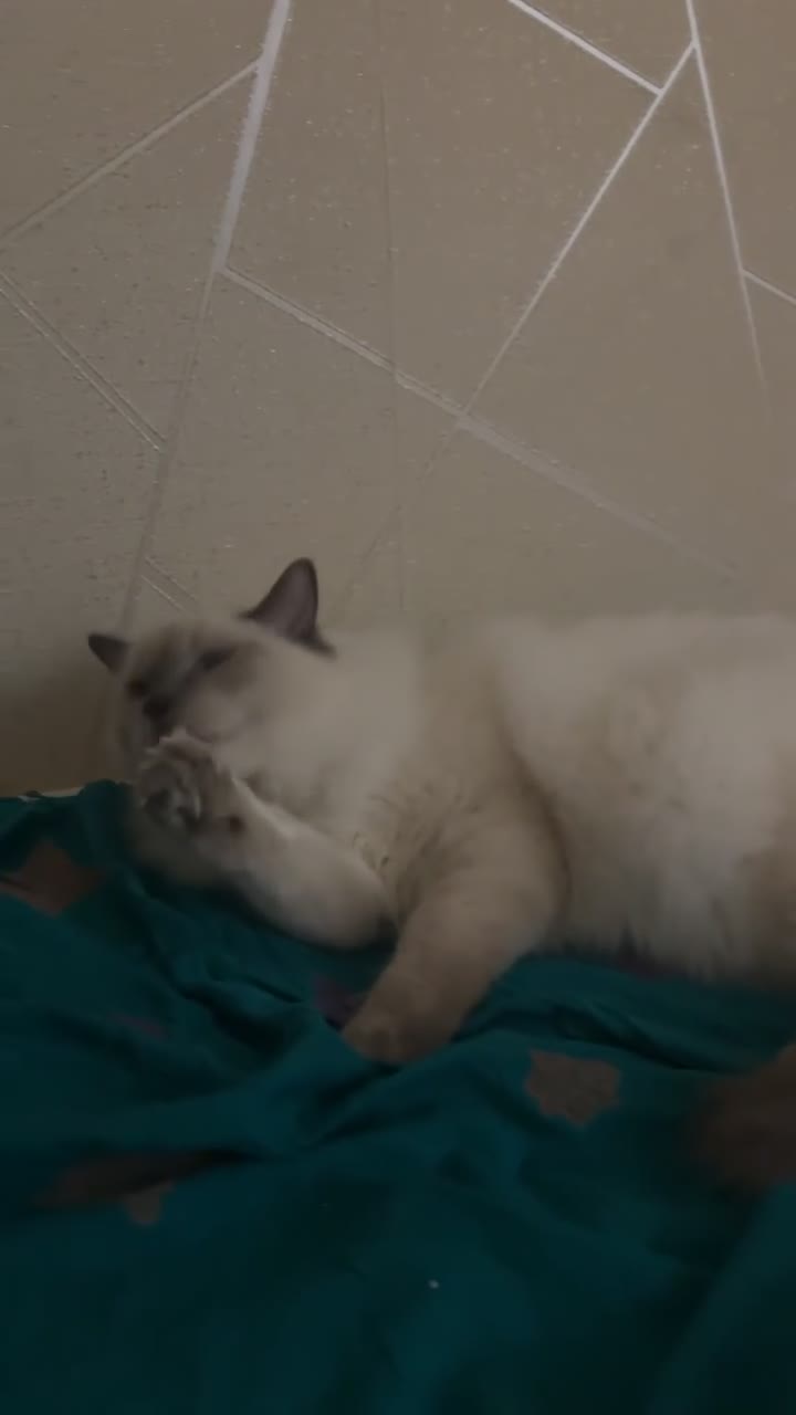 Ragdoll cats for sale: FREE 2 Ragdoll kittens - Video 1