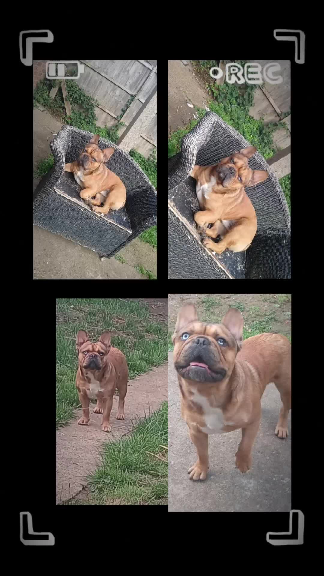 French Bulldog dogs for stud: Mr cryptic - Video 1